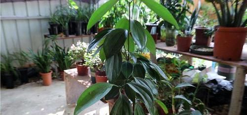  招财：3种旺财花，养上一盆，财神爷自动到家来，开门招财纳福旺运