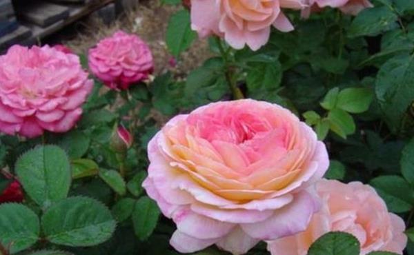 「花艺师」怎样养好詹森月季,花艺师说出2个小绝窍,真是令人大跌眼镜!
