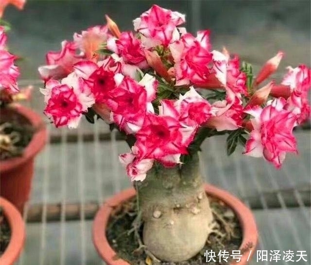  『盆土干透』客厅养的5种花，最怕水，多浇一点点，整盆死翘翘