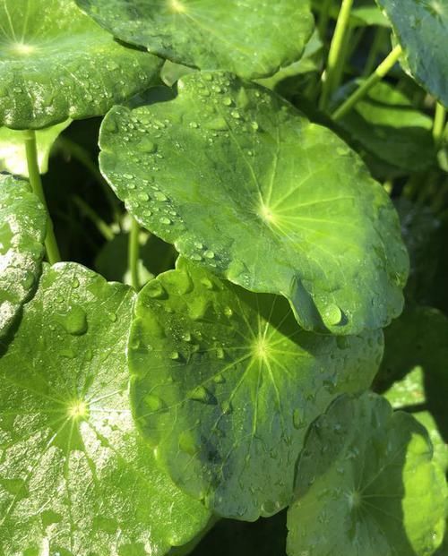  『倒入』把豆浆倒入铜钱草中，奇迹出现了，盆盆疯长爆盆，叶片比拳头还大