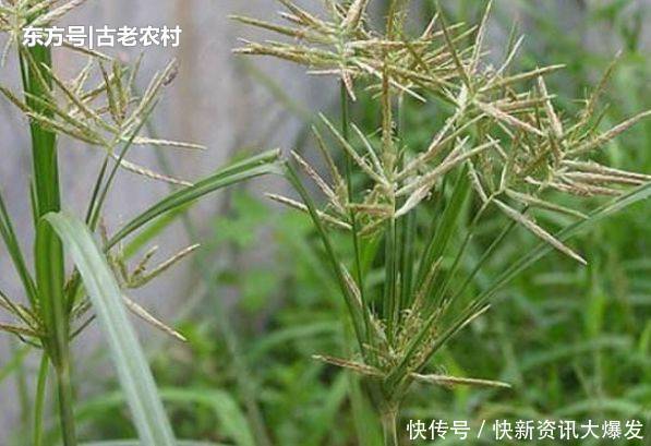  [根部]农村人称“回头青”的野草，牲畜都不喜欢食用，其实根部