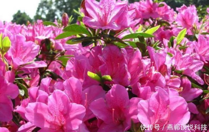  [养花]“4种花”是养花首选，?漂亮又好养，花朵硕大，花期长！