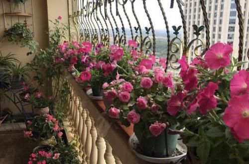  『凤仙花』养盆凤仙花，常年开花，花瓣能染指甲，小时候过家家经常玩