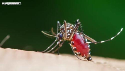 为什么蚊帐大多做成白色的，而不是黑色的？看完长见识了