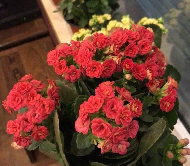  「河沙」小花匠养长寿花，只用“2种土”，疏松又营养，开花爆盆不是事