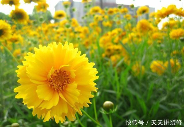  「艳丽」适合新手养护的3种花，好养易活开花艳丽，爆盆很简单，漂亮极了