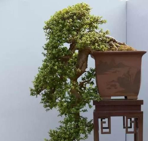  【速度】家中养这“2种”树，能快速木质化，制作老桩“盆景”时间短