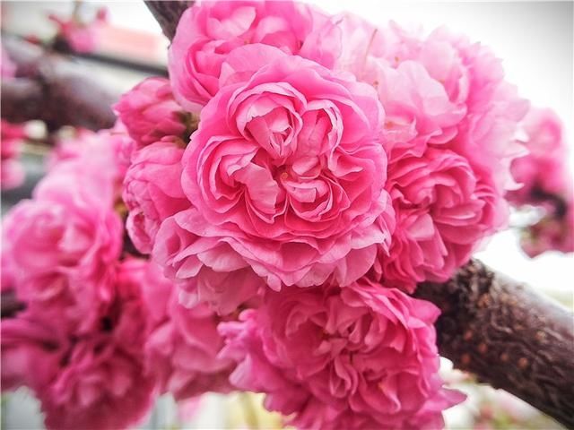  花儿：图集丨?花儿缀满枝头，醉了靖宇山城