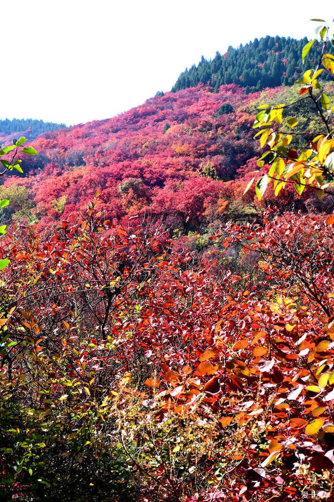 红遍万山的红叶谷【2020热门旅游景点】