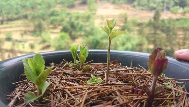  「名字」名字高大上，曾炒到1500元1斤，如今50元1斤没人要，农