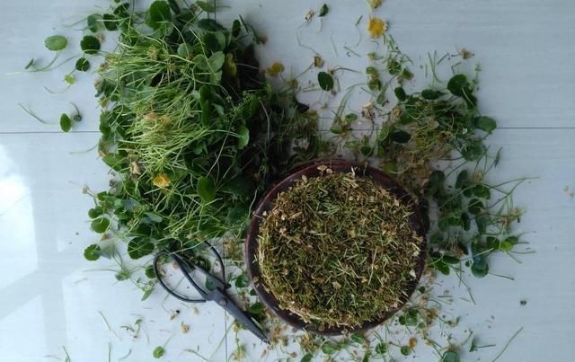 【铜钱草】3种花不怕剃秃头,乱七八糟一通剪,30天后迎来第二春
