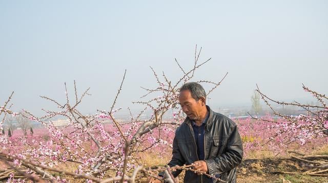 #田间#人间三月芳菲尽,田间桃花始盛开,农民桃园弄桃花,干什么呀