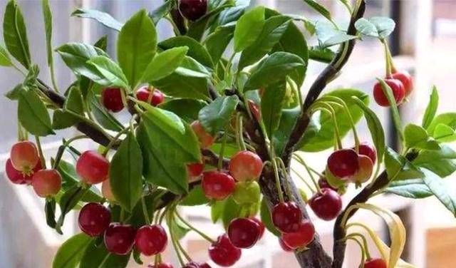  『成形』盆栽樱桃种植技术，使枝条拔节成形，茎粗矮化，趣味性强，美观大方