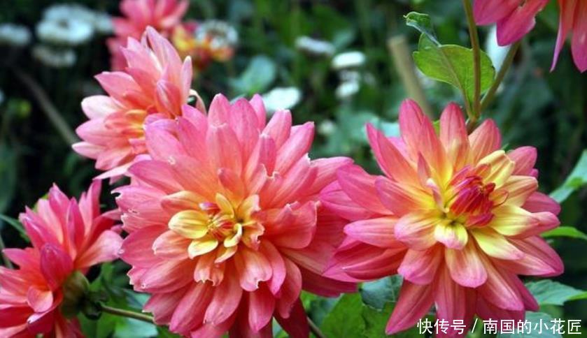  『喜欢』家养3种”四季花“，好养又漂亮，365天开花不断，你最喜欢哪一种
