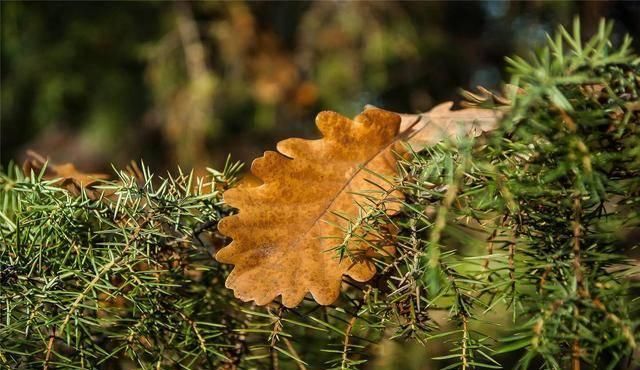  『植物』天暖养这3种花，青翠的叶片散发清香，装饰环境好还能驱蚊