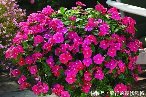 #长春花#此花开花勤快,仙气十足,天天有花赏,是家庭盆栽佳品!
