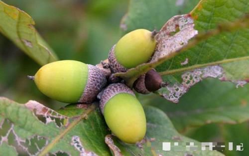  #橡子#儿时用“它”当玩具，如今价值极高，40元一斤，你们认识