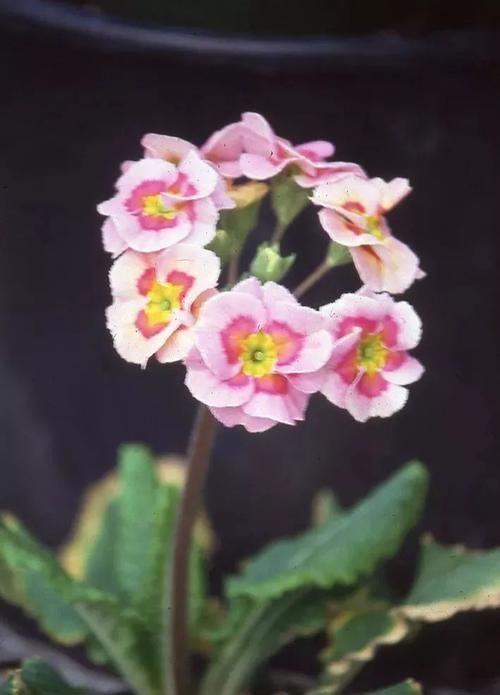  【温度】还没春暖就灿烂开花的报春花，叶子丑但花朵特美