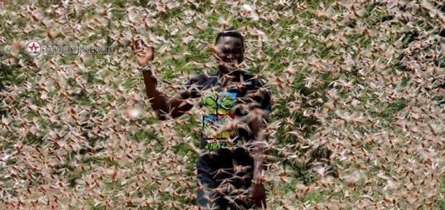  【当地】“蝗虫过境，寸草不留”，那你知道蝗虫最怕什么？怎么