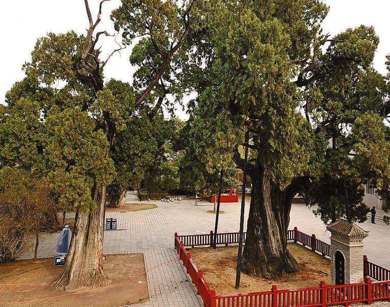 世界最厉害十棵树：四棵在华夏，价值无法估量，1棵是李世民栽种