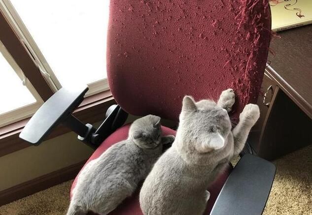  #纵容#猫咪都存在的5个“坏毛病”，主人绝不能纵容！