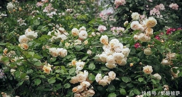 『玫瑰』大约罐子玫瑰,这种方法,黑斑点,白粉,红蜘蛛网,快来