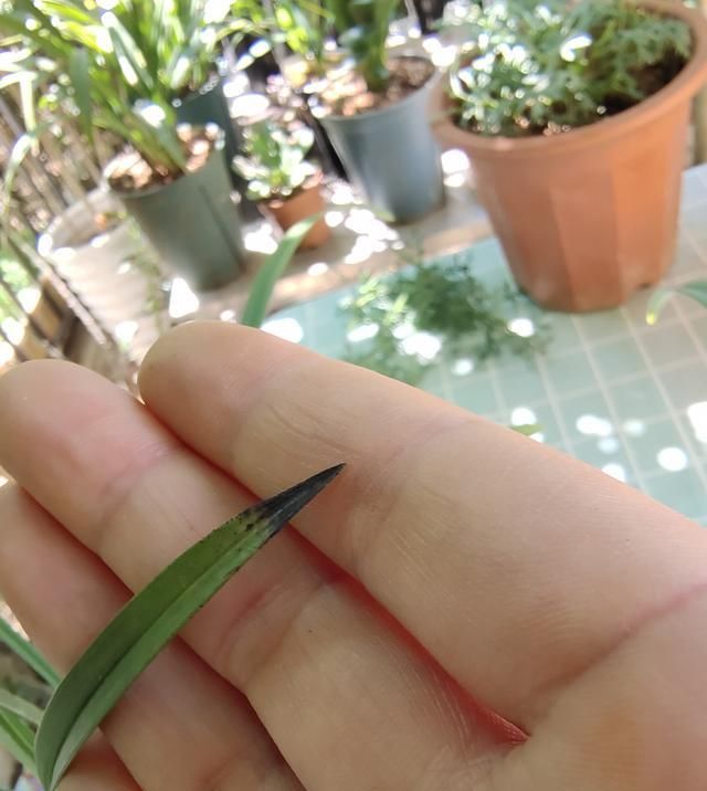  [晴雨表]兰花生长的“晴雨表”在叶尖，根据叶尖状态，轻松判断健康与否