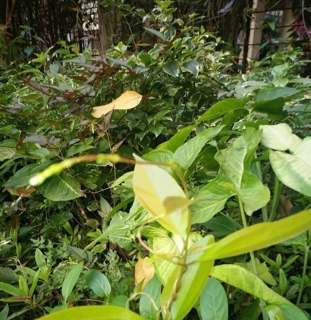  「鱼悦」雾里看花钓鱼忙，东风鱼儿把口开，鱼悦的一天