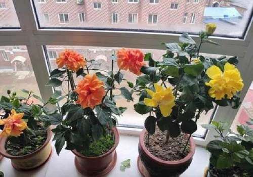  [枯萎]春天养花，很多人都忽视此“3个小细节”，难怪花卉会黄叶枯萎！