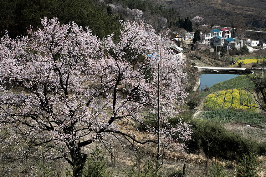 大别山区有个古朴而秀美的地方，借问此地在何处，牧童遥指杏花村