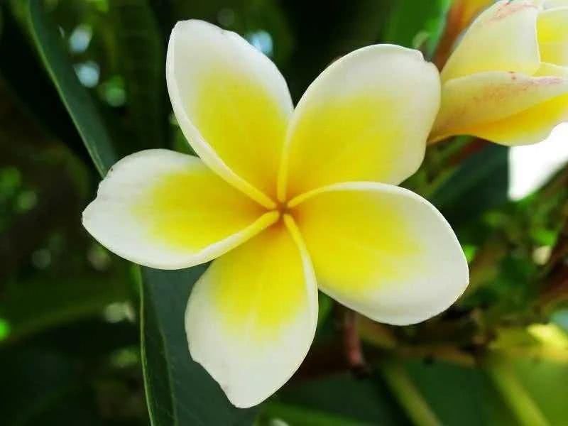 绿色:每日植物|鸡蛋花