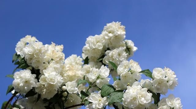  香味■家里养“4种花”,越晒开花越旺,花大色艳、香味浓郁,你知道吗