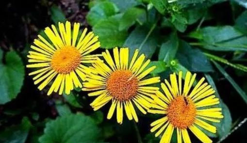 常见|农村常见的野花,长相似“野菊花”,价值比菊花高,卖50元一斤