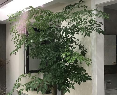 幸福树:幸福树深埋好还是浅栽好?栽不对的幸福树一点也不幸福