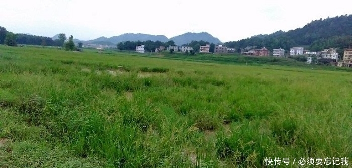 日本人在山东租了1500亩农地，却闲置5年之久，他们想干嘛？