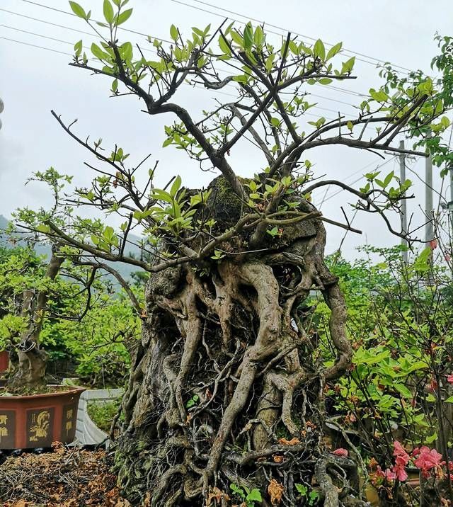  悬崖式盆景：盆景大咖说玩盆景少不了玩根，那么盆景桩头的根系造型有哪些