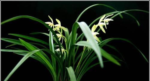  #俊秀#兰花是十大名花之一，花姿端庄俊秀，栽种兰花用什么土好？