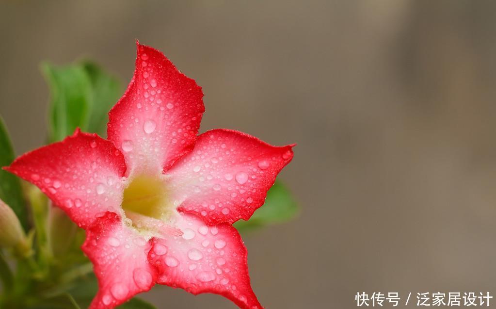  #牡丹#名字有玫瑰却不是玫瑰，比吊兰更好养，比牡丹更好看，漂亮极了