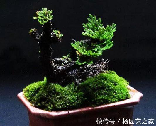 【枯草】农村的致富草,号称沾水就活,观赏性很高,很多人却养成“枯草”