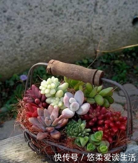 「如上图」如何制作一个多肉植物的“花园式”盆栽