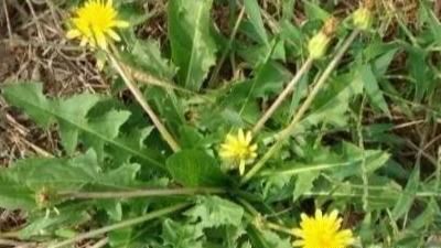  『春天』春天到，这8种野菜，一定摘回家，美味又对身体好