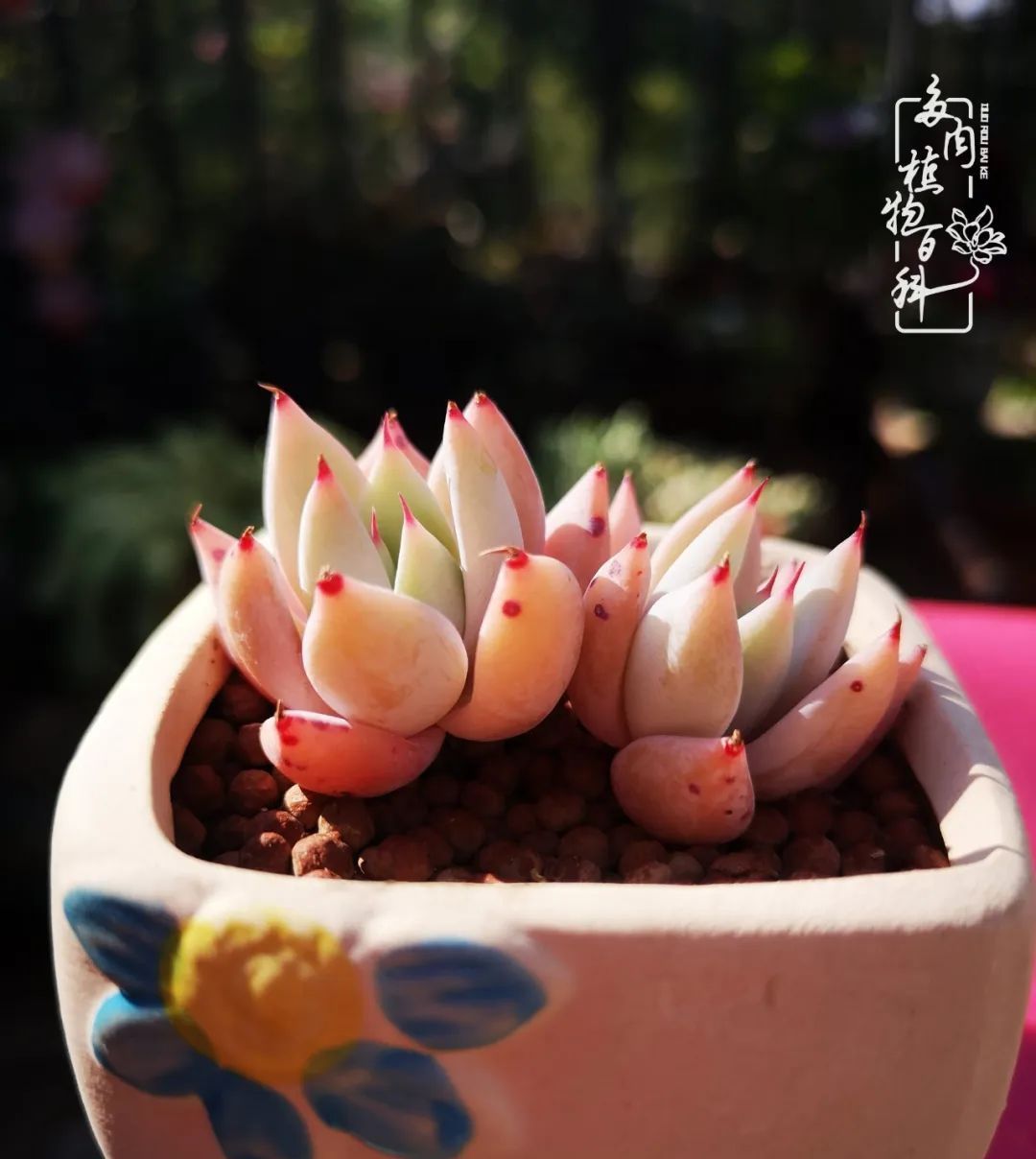 [庭院]一院一狗,三餐四季,慢下来的庭院生活才是好生活!