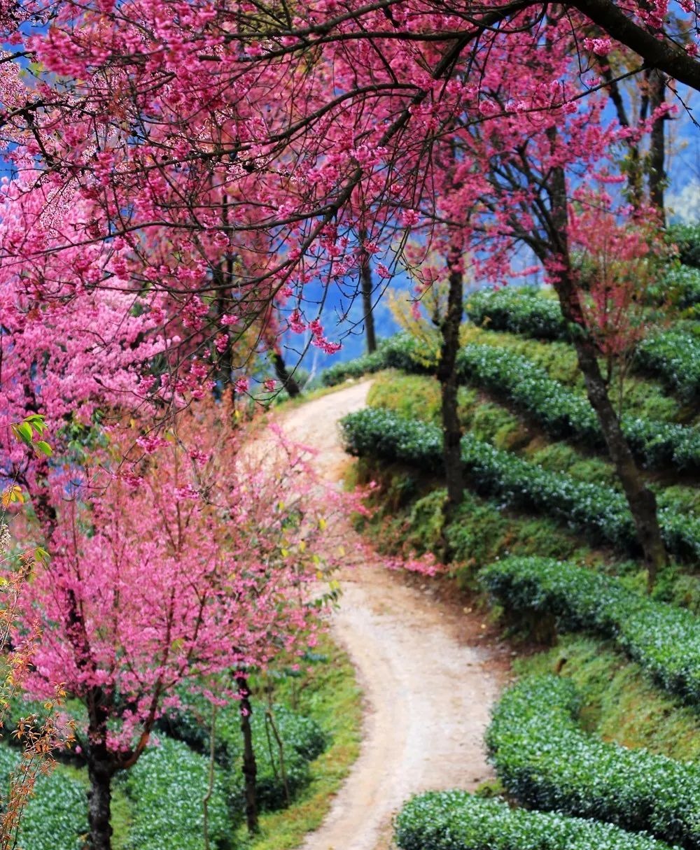 大美无量丨樱花谷的樱花又开了,未来20天,赏花正当时