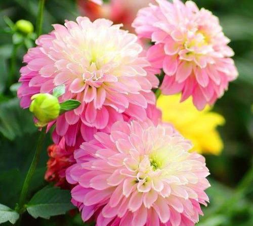 『牡丹』养花就养让人心动的花,花开雍容华贵赛牡丹,绚丽多姿,彰显品位