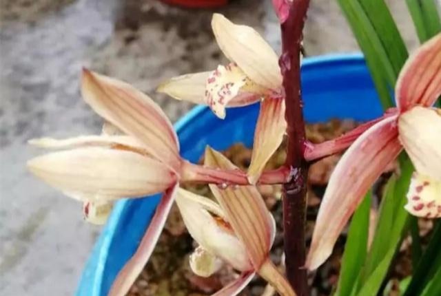 肥壮|它们是“天然”的有机肥,平时别扔了,用来养兰花,越长越肥壮!