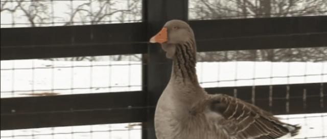  『饲养』养鸡养鸭的人这么多，为什么饲养大白鹅的人越来越少？