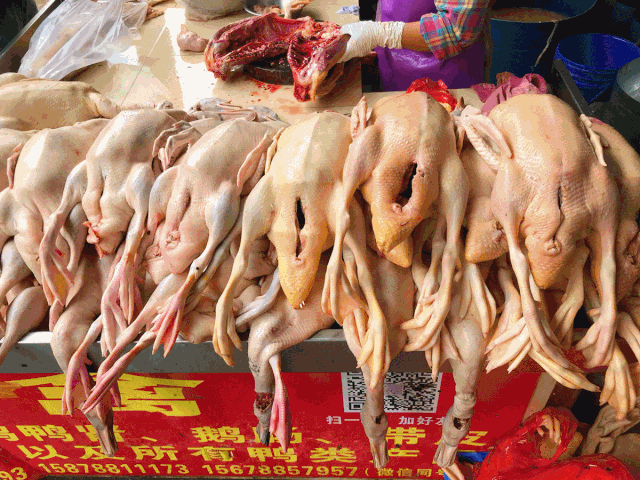 “我太难了！”今天没有一只鸭子能活着走出藤县、走出广西！