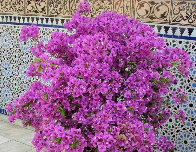  『阳光』夏天赏花首选“三角梅”，阳光越强开花越旺，花朵艳丽观赏强！