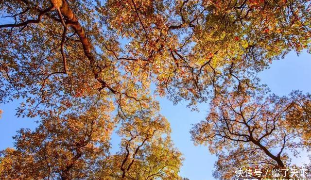 安徽旅游：大山深处一抹红，马丁公路、马鬃岭秋色美翻了