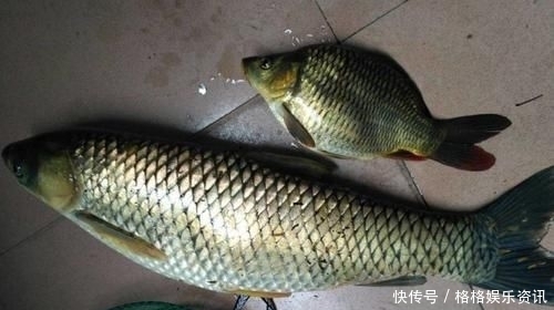 【鱼塘】这5个养殖鱼塘专用钓鱼技巧学会后,老板嫌我钓得太多,要赶我走!